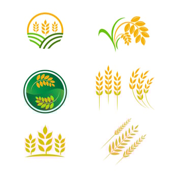 Agriculture wheat rice vector icon design
