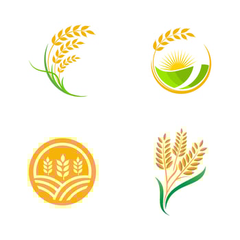 Agriculture wheat rice vector icon design