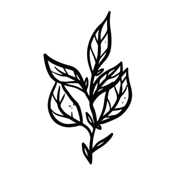 leaf illustration hand drawn for design element. png