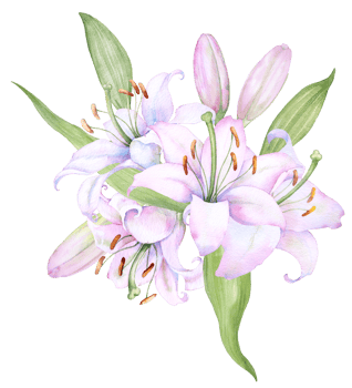 Bouquet white lilies, pink lilies, flowers and buds watercolor flower arrangement png