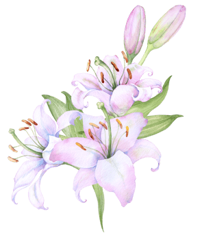Bouquet white lilies, pink lilies, flowers and buds watercolor flower arrangement png