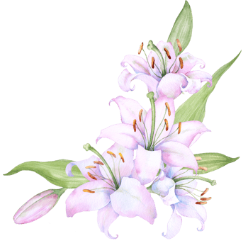 Bouquet white lilies, pink lilies, flowers and buds watercolor flower arrangement png