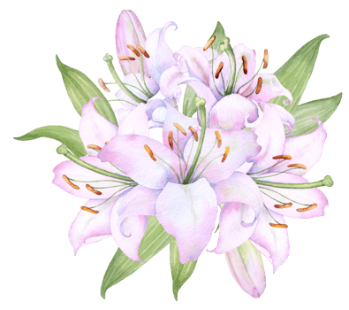 Bouquet white lilies, pink lilies, flowers and buds watercolor flower arrangement png