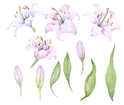 Set of elements flowers and buds white lilies, watercolor floral illustration png