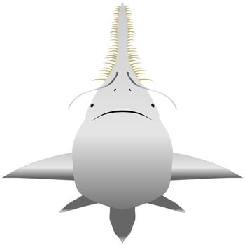Saw-fish or carpenter shark is largest fish with long, narrow, flattened rostrum, or nose extension, lined with sharp transverse teeth, resembling saw. Vector illustration isolated on white.