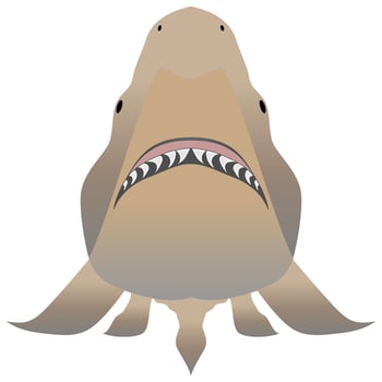 Bull shark with opened mouth in attack position and sharp teeth vector