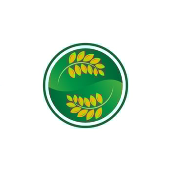 Agriculture wheat rice vector icon design