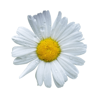 Common daisy transparent background png