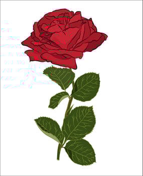 Beautiful red rose bouquet, isolated on white background. Botanical silhouette of flower. Flat stylization color vector