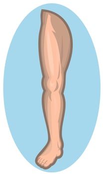 Human leg facing front vector