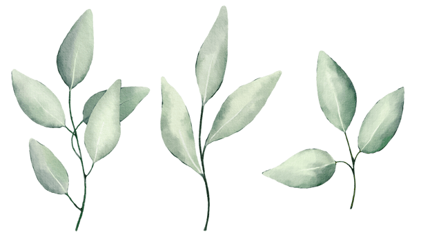 Watercolor hand painted green eucalyptus leaves set. Illustration isolated on transparent background. Hand-drawn branches of eucalyptus. png
