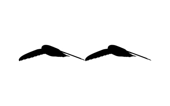 Pair of the Flying Swallow Bird Silhouette for Logo, Pictogram, Website. Art Illustration or Graphic Design Element. Vector Illustration