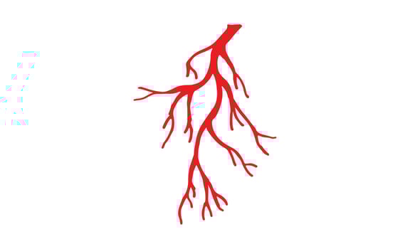 Human Veins and Arteries Illustration vector