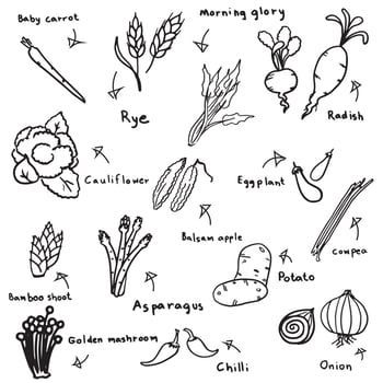 vegetable sketch in black doodle drawing free hand vector on white background
