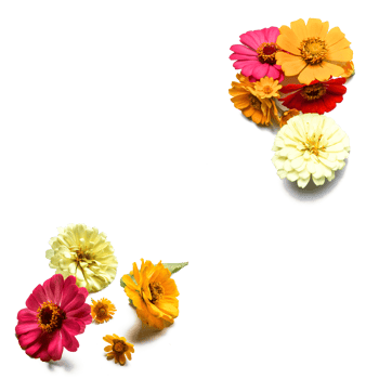 Botanical Zinnia flower and leaf isolated on transparent background png