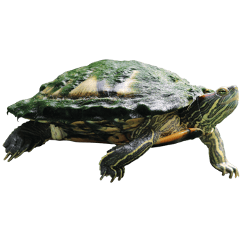 Red-eared brazilian slider turtle trachemys scripta isolated on transparent background png
