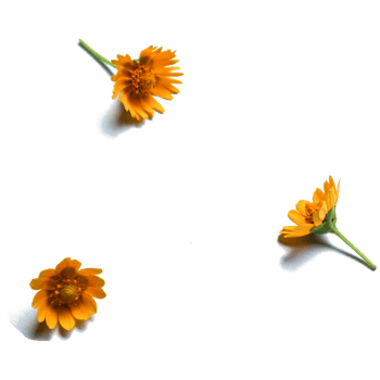 Botanical Zinnia flower and leaf isolated on transparent background png