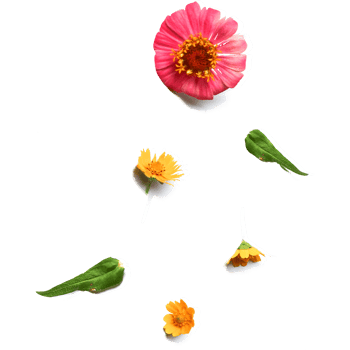 Botanical Zinnia flower and leaf isolated on transparent background png