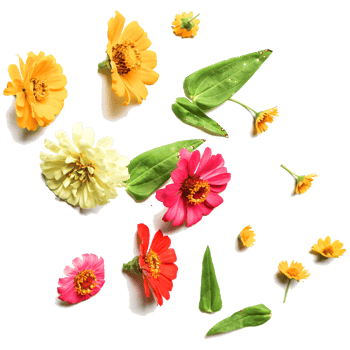Botanical Zinnia flower and leaf isolated on transparent background png