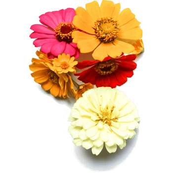 Botanical Zinnia flower and leaf isolated on transparent background png