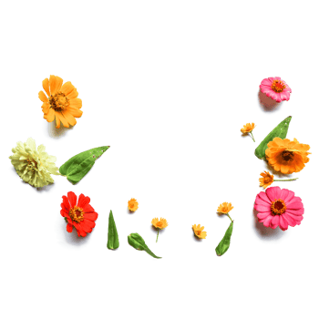 Botanical Zinnia flower and leaf isolated on transparent background png