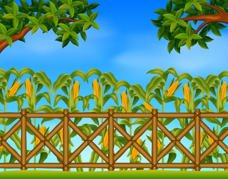 green corn field in agricultural garden vector