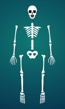 Skeleton Bone Parts Posable Vector