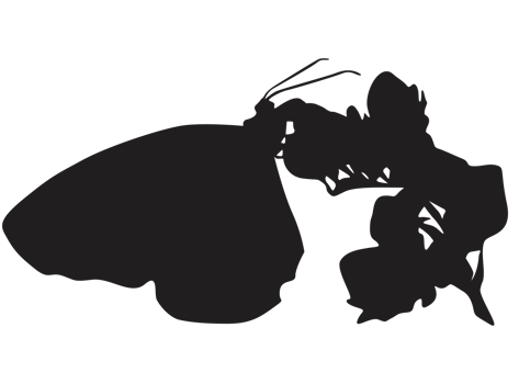perching butterfly silhouette png