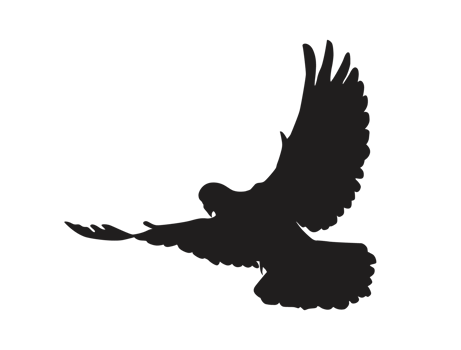 Bird - flying dove silhouette png