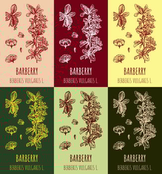 Set of vector drawings of Berberis in different colors. Hand drawn illustration. Latin name Berberis vulgaris L.