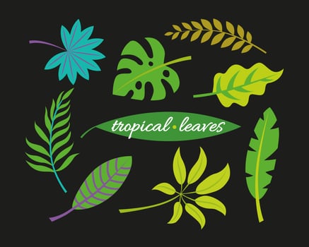 Tropic plants. Monstera and palm jungle leaves, green exotic foliage, nature botanical decorative collection. Vector illustration isolated collection tropical leaf set
