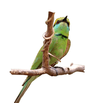 Asian Green Bee-Eater Bird. png