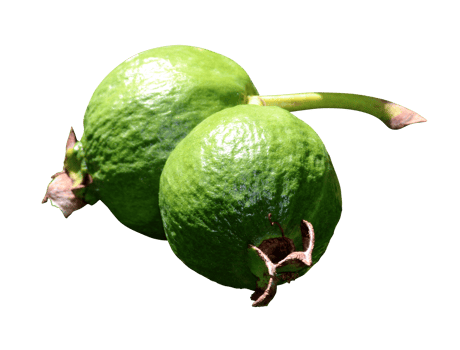 Common Guava Fruits png