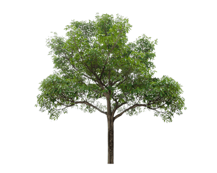 Isolated  trees  on transparent background PNG file