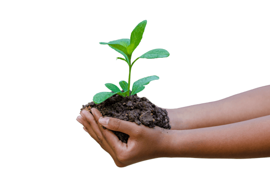 hand tree Isolate  separated on transparent background PNG file