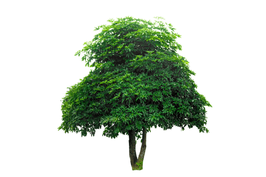 Isolated  trees  on transparent background PNG file
