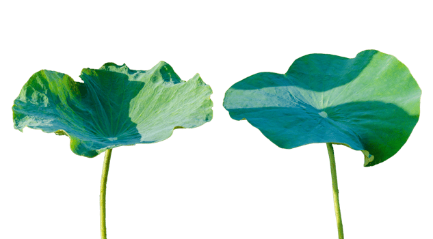 Lotus leaf Isolate collection of on transparent background PNG file