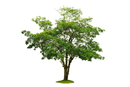 Isolated  trees  on transparent background PNG file