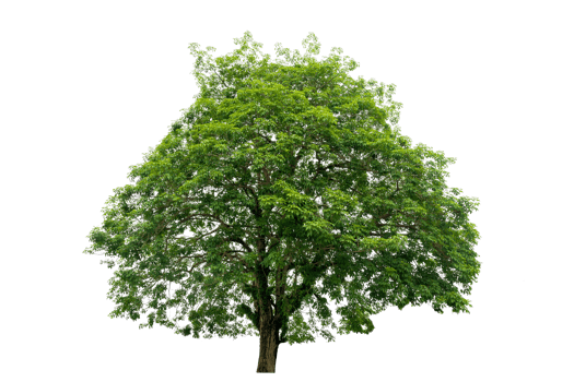 Isolated  trees  on transparent background PNG file