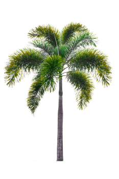 Isolated  trees  on transparent background PNG file