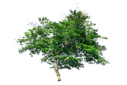 Isolated  trees  on transparent background PNG file