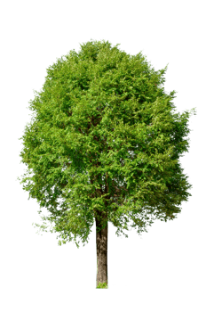 Isolated  trees  on transparent background PNG file