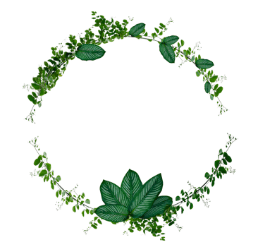 Vine and leaf monstera Circle of Isolates Used in design Border Frame made of Green climbing plant isolated on transparent background PNG file