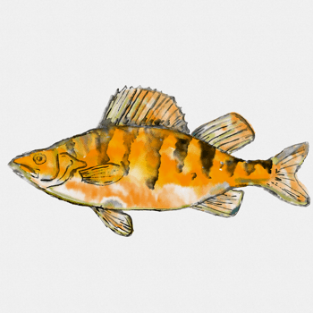 Yellow Perch Perca Flavescens Striped Perch American Perch or Preacher Watercolor png