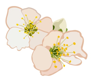 Vector isolated illustration of apricot flowers.