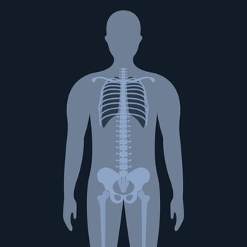 Upright Chest X-Ray for Medical Research and Teaching vector