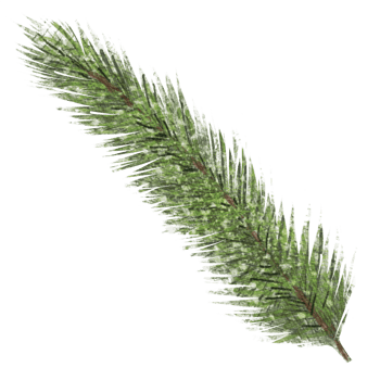 watercolor evergreen branch, pine tree, fir, spruce coniferous plants, christmas decorations. Illustration isolated on white background png