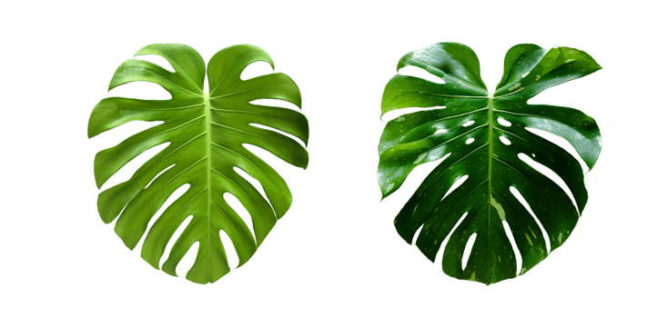 Isolated monstera deliciosa leaf with clipping paths. png