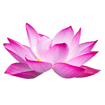 Beautiful Lotus Flower PNG Transparent