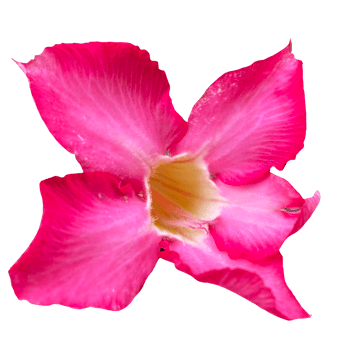 Beautiful Pink Flower with High Quality Image png